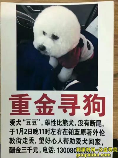 【大同找狗】，山西省大同市找白色公比熊，它是一只非常可爱的宠物狗狗，希望它早日回家，不要变成流浪狗。