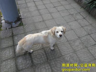 上海捡到狗，上海杨浦区国顺路政修路附近捡狗，它是一只非常可爱的宠物狗狗，希望它早日回家，不要变成流浪狗。