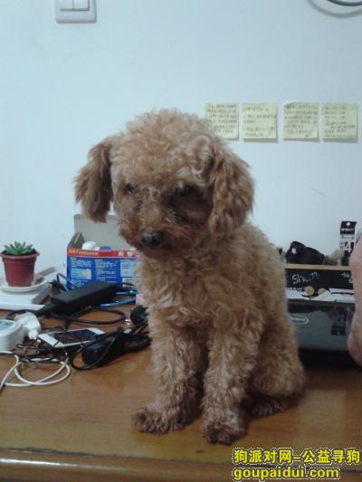 【南宁找狗】，寻狗   我家贵宾狗于2017年1月4日下午在良庆区玉龙一街丢失，它是一只非常可爱的宠物狗狗，希望它早日回家，不要变成流浪狗。