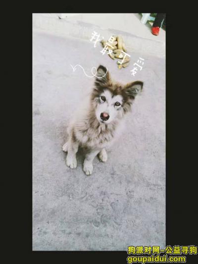 临汾市尧都区刘村镇北段村于2017.01.05日丢失阿拉斯加犬一只，它是一只非常可爱的宠物狗狗，希望它早日回家，不要变成流浪狗。