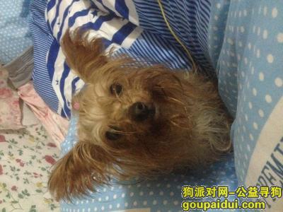 【上海捡到狗】，约夏克大概2-3岁公狗，它是一只非常可爱的宠物狗狗，希望它早日回家，不要变成流浪狗。