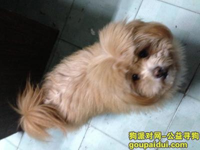 找狗，上海找狗，于1月2日走失，请大家帮忙，它是一只非常可爱的宠物狗狗，希望它早日回家，不要变成流浪狗。