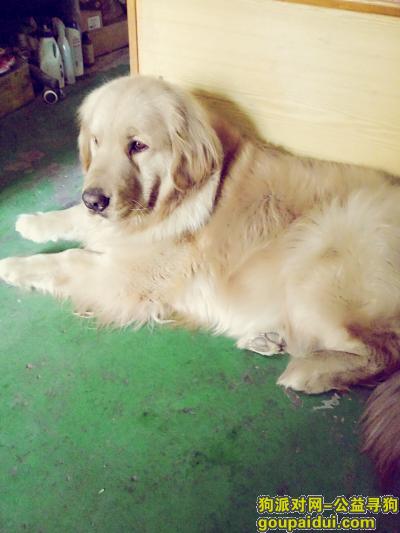 【北京找狗】，寻找爱犬皮皮金毛三岁，它是一只非常可爱的宠物狗狗，希望它早日回家，不要变成流浪狗。