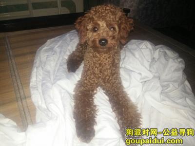 上海寻狗，我无法接受你的不辞而别，它是一只非常可爱的宠物狗狗，希望它早日回家，不要变成流浪狗。