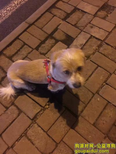 南开区宝龙湾附近捡到短腿狗狗一只，它是一只非常可爱的宠物狗狗，希望它早日回家，不要变成流浪狗。