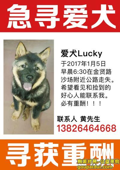 【广州找狗】，广州佛山南海金贤路沙场附近公路走失，它是一只非常可爱的宠物狗狗，希望它早日回家，不要变成流浪狗。