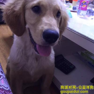 【成都找狗】，一直金毛，现在有1岁了，名叫COCO，它是一只非常可爱的宠物狗狗，希望它早日回家，不要变成流浪狗。