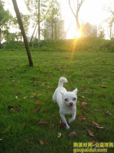 【重庆找狗】，寻白色吉娃娃，丢失于大渡口区半岛逸景公租房周围，它是一只非常可爱的宠物狗狗，希望它早日回家，不要变成流浪狗。