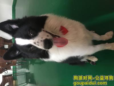 寻狗启事，广东中山丢失黑白边牧！！急！！，它是一只非常可爱的宠物狗狗，希望它早日回家，不要变成流浪狗。
