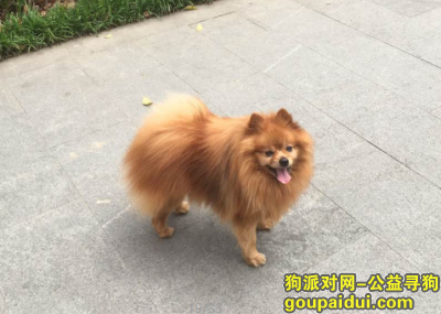万元寻宠】寻黄色博美犬于12月31日晚在南京南湖公园北门入口，南湖茶城附近走失，它是一只非常可爱的宠物狗狗，希望它早日回家，不要变成流浪狗。