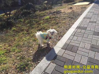 【郑州找狗】，白色马尔济斯，眼睛泪痕明显重金酬谢，它是一只非常可爱的宠物狗狗，希望它早日回家，不要变成流浪狗。