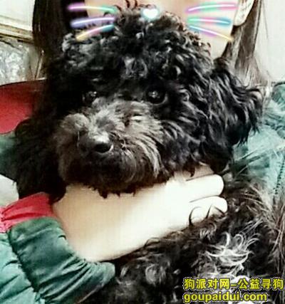 【广州找狗】，急寻爱犬！！！！！！！！，它是一只非常可爱的宠物狗狗，希望它早日回家，不要变成流浪狗。