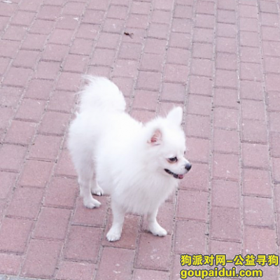 捡到博美，白色博美已经10天找到，它是一只非常可爱的宠物狗狗，希望它早日回家，不要变成流浪狗。