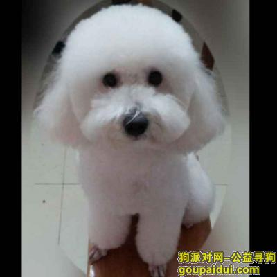 【杭州找狗】，小狗丢了，望好心人提供线索，它是一只非常可爱的宠物狗狗，希望它早日回家，不要变成流浪狗。