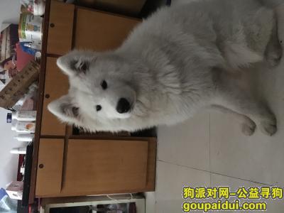 内江找狗，6个多月萨摩耶走丢了，求求好心人帮忙让它回家，它是一只非常可爱的宠物狗狗，希望它早日回家，不要变成流浪狗。
