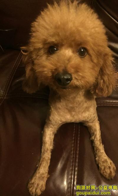 捡到狗，1月9日晚广州市白云区岭南新世界内捡刚剃过毛的泰迪公狗，它是一只非常可爱的宠物狗狗，希望它早日回家，不要变成流浪狗。