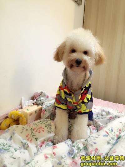 【上海找狗】，虹口曲阳路801号附近泰迪狗狗丢失，它是一只非常可爱的宠物狗狗，希望它早日回家，不要变成流浪狗。