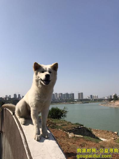 在白沙亭江南城百货附近走丢，它是一只非常可爱的宠物狗狗，希望它早日回家，不要变成流浪狗。