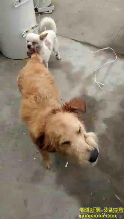 【上海找狗】，奉贤区万明路走失金毛爱犬，请大家帮助，，它是一只非常可爱的宠物狗狗，希望它早日回家，不要变成流浪狗。