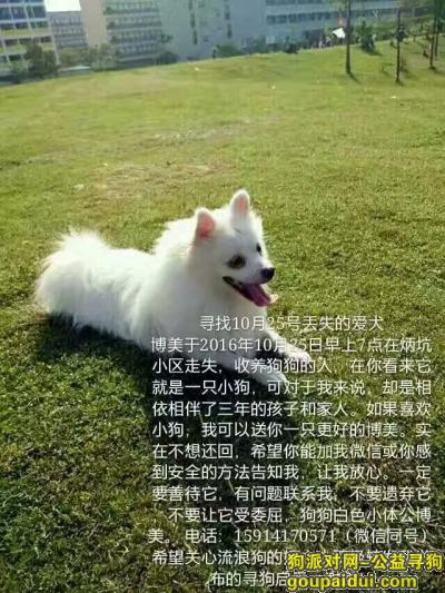 寻找深圳龙岗区丢失的爱犬，它是一只非常可爱的宠物狗狗，希望它早日回家，不要变成流浪狗。