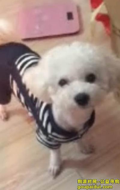 武汉青山区武东，白色比熊。1岁。黑白条纹衣服，它是一只非常可爱的宠物狗狗，希望它早日回家，不要变成流浪狗。