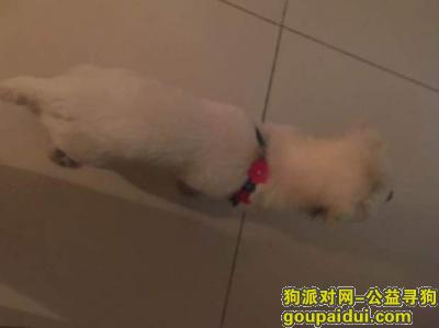 济南市帮助寻找狗主人，它是一只非常可爱的宠物狗狗，希望它早日回家，不要变成流浪狗。