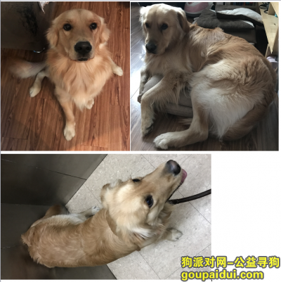 【北京找狗】，昌平区SOCO公社丢失金毛一只，它是一只非常可爱的宠物狗狗，希望它早日回家，不要变成流浪狗。