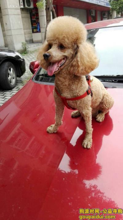 【杭州找狗】，杭州上城区近江二园寻棕色尖嘴贵宾犬，它是一只非常可爱的宠物狗狗，希望它早日回家，不要变成流浪狗。