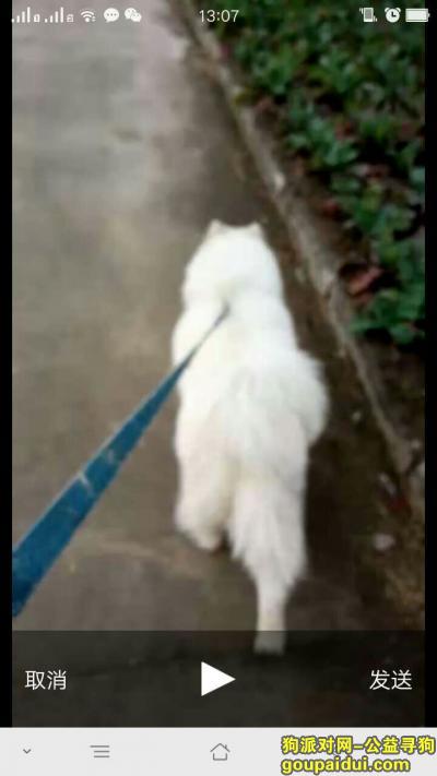 滨海县，东坎镇，寻狗启示，它是一只非常可爱的宠物狗狗，希望它早日回家，不要变成流浪狗。