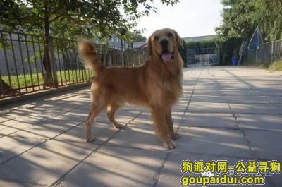 【北京找狗】，我家快两岁的金毛儿子Michael走丢了，它是一只非常可爱的宠物狗狗，希望它早日回家，不要变成流浪狗。