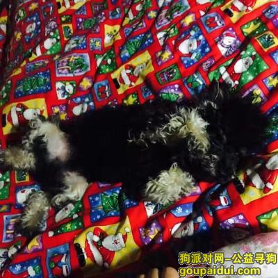 【徐州找狗】，帮忙找找我家小泰迪！，它是一只非常可爱的宠物狗狗，希望它早日回家，不要变成流浪狗。