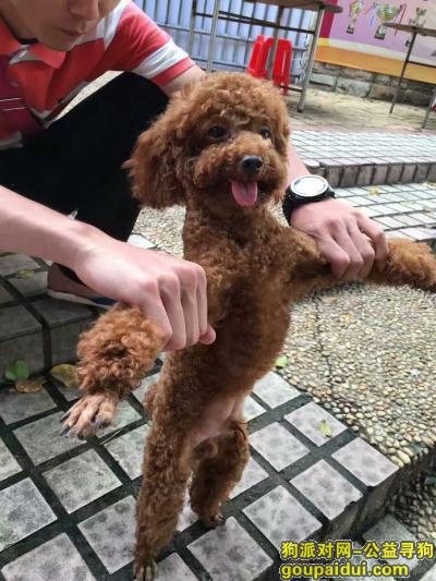 广州市番禺区寻爱犬(祈求排骨平安回家!!)，它是一只非常可爱的宠物狗狗，希望它早日回家，不要变成流浪狗。