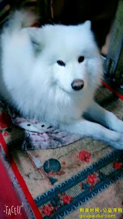 【吉林捡到狗】，吉林市，1月10捡到萨摩耶一只，帮忙找主人，它是一只非常可爱的宠物狗狗，希望它早日回家，不要变成流浪狗。