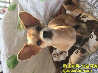 寻找四岁多鹿狗串，名字叫多多，它是一只非常可爱的宠物狗狗，希望它早日回家，不要变成流浪狗。
