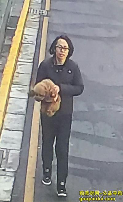 【南京找狗】，【万元寻狗】南京南昌路附近一为齐肩长发戴眼镜的朋友抱走，它是一只非常可爱的宠物狗狗，希望它早日回家，不要变成流浪狗。