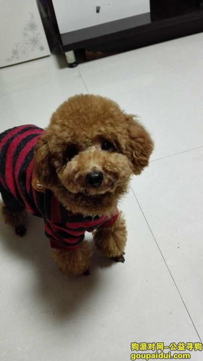 【遵义找狗】，贵州省 遵义市汇川区东方星园酬谢三千元寻泰迪，它是一只非常可爱的宠物狗狗，希望它早日回家，不要变成流浪狗。