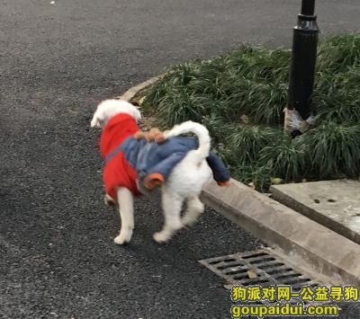 1月16日走失白色比熊犬，求助，它是一只非常可爱的宠物狗狗，希望它早日回家，不要变成流浪狗。