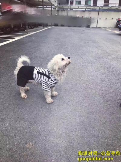 南京捡到狗，捡到一只穿着条纹背带裤白色小狗，它是一只非常可爱的宠物狗狗，希望它早日回家，不要变成流浪狗。