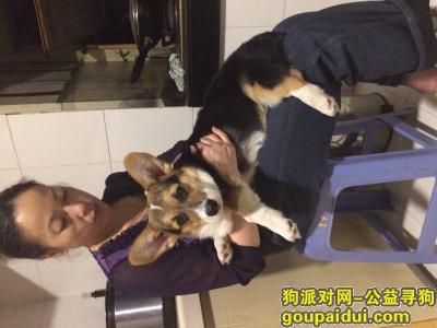 三色柯基、公七个月大、右耳尖缺损。元月十三日晚九时许、在武汉海事局附近被人掳走。，它是一只非常可爱的宠物狗狗，希望它早日回家，不要变成流浪狗。