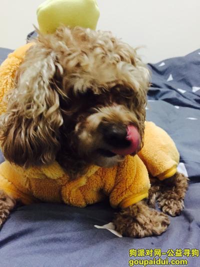 【义乌找狗】，福田五区 98～96号门 丢失 棕色 泰迪狗，它是一只非常可爱的宠物狗狗，希望它早日回家，不要变成流浪狗。