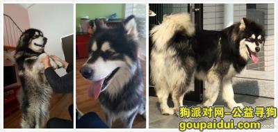 【大连找狗】，寻找2017年1月15日丢失的黑白雄性阿拉斯加，有重谢！！！，它是一只非常可爱的宠物狗狗，希望它早日回家，不要变成流浪狗。