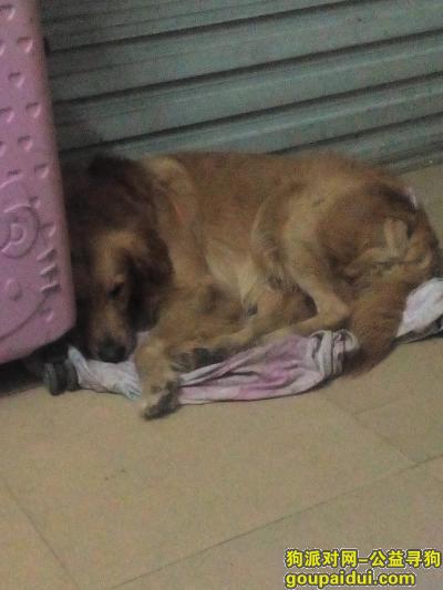 【广州捡到狗】，在大沙地捡到金毛一只，它是一只非常可爱的宠物狗狗，希望它早日回家，不要变成流浪狗。