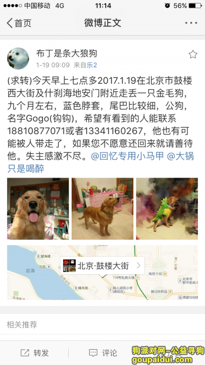找狗，北京市鼓楼什刹海附近-蓝色项圈的金毛犬，它是一只非常可爱的宠物狗狗，希望它早日回家，不要变成流浪狗。
