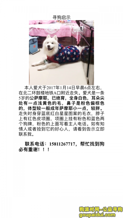 寻狗，北京东城鼓楼德胜门寻萨摩耶！1月14日早6点左右丢失，它是一只非常可爱的宠物狗狗，希望它早日回家，不要变成流浪狗。