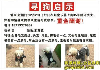 【广州找狗】，饭桶在广州大沙地走丢。。希望快点回家，它是一只非常可爱的宠物狗狗，希望它早日回家，不要变成流浪狗。