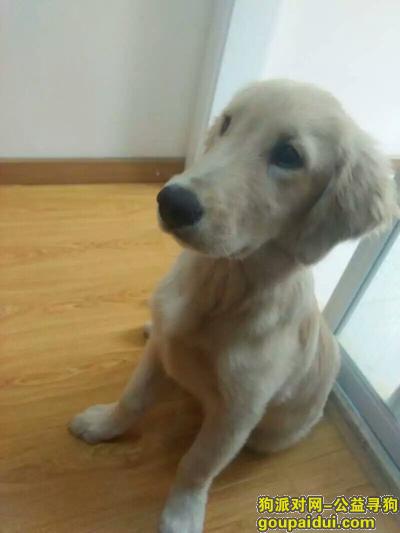 【威海找狗】，寻狗启示 金毛犬 帅帅，它是一只非常可爱的宠物狗狗，希望它早日回家，不要变成流浪狗。