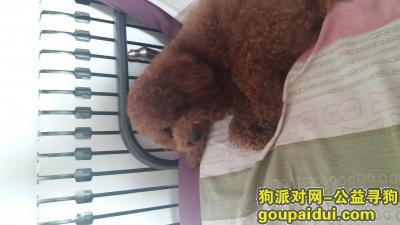 【天津找狗】，塘沽区工农村融科心贻湾6栋电话13820986660，它是一只非常可爱的宠物狗狗，希望它早日回家，不要变成流浪狗。