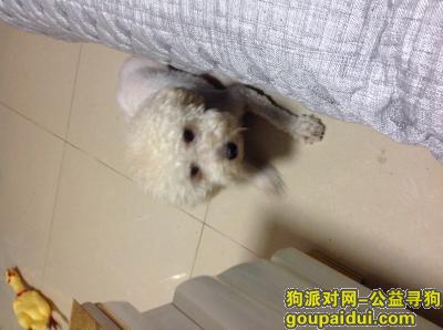 【北京找狗】，寻找小白香槟白泰迪。母。，它是一只非常可爱的宠物狗狗，希望它早日回家，不要变成流浪狗。