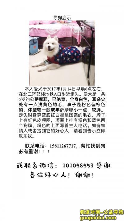 【北京找狗】，北京鼓楼德胜门寻萨摩耶-17.1.14丢，它是一只非常可爱的宠物狗狗，希望它早日回家，不要变成流浪狗。