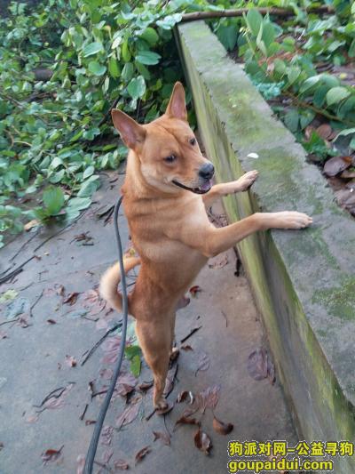广东佛山南海黄岐寻狗狗桂圆，它是一只非常可爱的宠物狗狗，希望它早日回家，不要变成流浪狗。